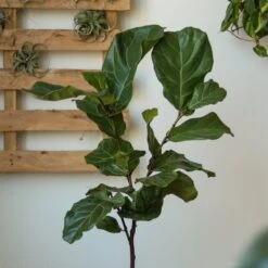 Ficus Lyrata 'Fiddle Leaf Fig' -Ed's plant shop ficus lyrata fiddle leaf fig various sizes 291072