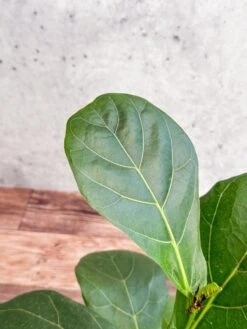 Ficus Lyrata 'Fiddle Leaf Fig' -Ed's plant shop ficus lyrata fiddle leaf fig various sizes 390815
