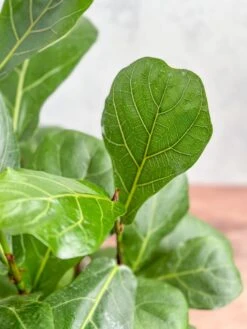 Ficus Lyrata 'Fiddle Leaf Fig' -Ed's plant shop ficus lyrata fiddle leaf fig various sizes 482522