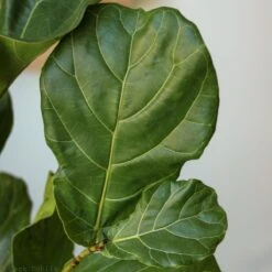 Ficus Lyrata 'Fiddle Leaf Fig' -Ed's plant shop ficus lyrata fiddle leaf fig various sizes 550242