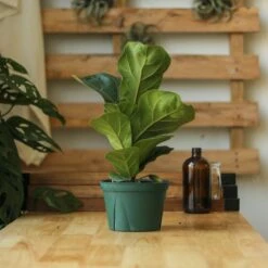 Ficus Lyrata 'Fiddle Leaf Fig' -Ed's plant shop ficus lyrata fiddle leaf fig various sizes 869544