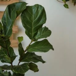 Ficus Lyrata 'Fiddle Leaf Fig' - Various Sizes Large Floor Plant -Ed's plant shop ficus lyrata fiddle leaf fig various sizes large floor plant 701706