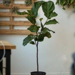 Ficus Lyrata 'Fiddle Leaf Fig' - Various Sizes Large Floor Plant -Ed's plant shop ficus lyrata fiddle leaf fig various sizes large floor plant 783624