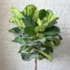 Ficus Lyrata 'Fiddle Leaf Fig' - Various Sizes Large Floor Plant -Ed's plant shop ficus lyrata fiddle leaf fig various sizes large floor plant 791420