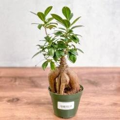 Ficus Microcarpa - Ficus Ginseng 9 Ficus Microcarpa - Ficus Ginseng -Ed's plant shop ficus microcarpa ficus ginseng 269033
