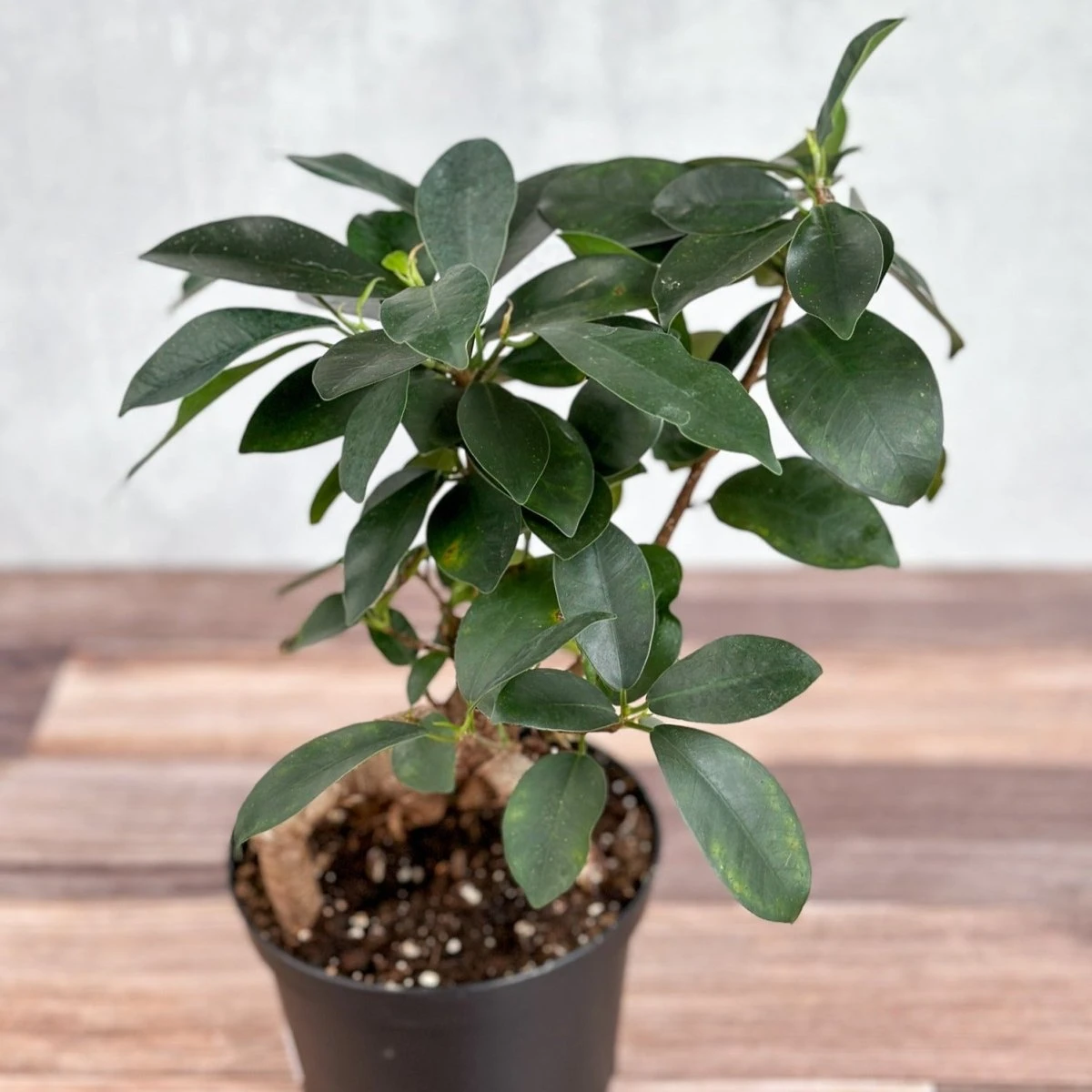 Ficus Microcarpa - Ficus Ginseng 3 Ficus Microcarpa - Ficus Ginseng