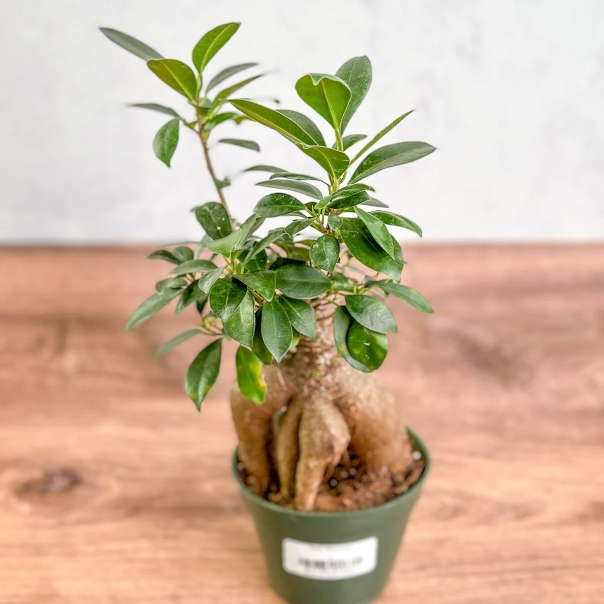Ficus Microcarpa - Ficus Ginseng 6 Ficus Microcarpa - Ficus Ginseng - Image 4