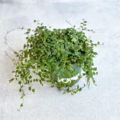 Ficus Quercifolia - String Of Frogs -Ed's plant shop ficus quercifolia string of frogs 757926