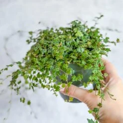 Ficus Quercifolia - String Of Frogs -Ed's plant shop ficus quercifolia string of frogs 960443