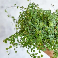 Ficus Quercifolia - String Of Frogs Hanging Basket -Ed's plant shop ficus quercifolia string of frogs hanging basket 347608