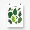 Ficus Species ID Chart - Botanical Houseplant Art Print -Ed's plant shop ficus species id chart botanical houseplant art print 355180