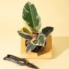 Ficus Elastica ‘Tineke’ – Variegated Rubber Plant -Ed's plant shop ficus tineke india rubber plant 776638
