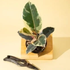 Ficus Elastica ‘Tineke’ – Variegated Rubber Plant