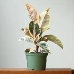 Ficus Elastica ‘Tineke’ – Variegated Rubber Plant -Ed's plant shop ficus tineke india rubber plant various sizes 192372