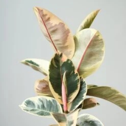 Ficus Elastica ‘Tineke’ – Variegated Rubber Plant -Ed's plant shop ficus tineke india rubber plant various sizes 372453