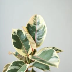 Ficus Elastica ‘Tineke’ – Variegated Rubber Plant -Ed's plant shop ficus tineke india rubber plant various sizes 948858