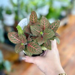 Fittonia Albivenis - Mosaic/Nerve Plant - Various Sizes -Ed's plant shop fittonia albivenis mosaicnerve plant various sizes 777217