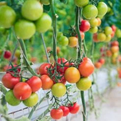 Flowers & Fruits 3-Tier Walden White LED Grow Tent Kit -Ed's plant shop flowers fruits 3 tier walden white led grow tent kit 190521