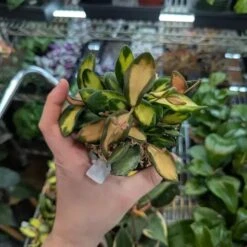 Fuzzy Variegated Hoya - Hoya 'DS70' Variegated -Ed's plant shop fuzzy variegated hoya hoya ds70 variegated 215716