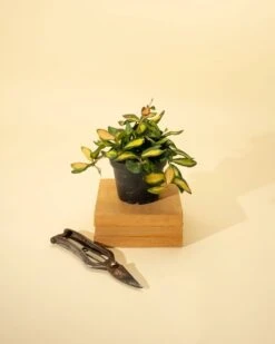 Fuzzy Variegated Hoya - Hoya 'DS70' Variegated -Ed's plant shop fuzzy variegated hoya hoya ds70 variegated 317972