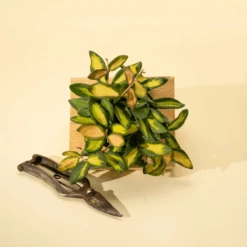 Fuzzy Variegated Hoya - Hoya 'DS70' Variegated -Ed's plant shop fuzzy variegated hoya hoya ds70 variegated 783089