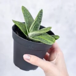 Gasteria 'Little Warty' - Little Warty Ox Tongue - 4 Inch -Ed's plant shop gasteria little warty little warty ox tongue 4 inch 155347
