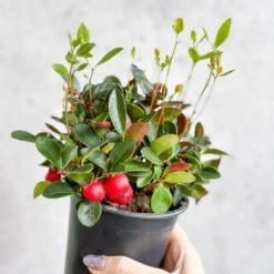 Gaultheria Procumbens - Wintergreen - 4 Inch -Ed's plant shop gaultheria procumbens wintergreen 4 inch 222637