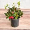 Gaultheria Procumbens - Wintergreen - 4 Inch -Ed's plant shop gaultheria procumbens wintergreen 4 inch 537277