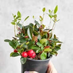 Gaultheria Procumbens - Wintergreen - 4 Inch -Ed's plant shop gaultheria procumbens wintergreen 4 inch 820315