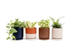 Gemstone Porcelain Planter Pot With Water Saucer 4.5 Inch 25 Gemstone Porcelain Planter Pot With Water Saucer 4.5 Inch -Ed's plant shop gemstone porcelain planter pot with water saucer 45 inch 337508