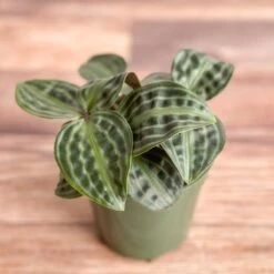 Geogenanthus Poeppigii - Seersucker Plant -Ed's plant shop geogenanthus poeppigii seersucker plant 541605