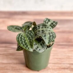 Geogenanthus Poeppigii - Seersucker Plant -Ed's plant shop geogenanthus poeppigii seersucker plant 857969