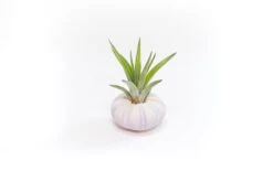 Gift Wrapped Purple Urchins With Tillandsia Air Plants -Ed's plant shop gift wrapped purple urchins with tillandsia air plants 5596551