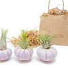 Gift Wrapped Purple Urchins With Tillandsia Air Plants -Ed's plant shop gift wrapped purple urchins with tillandsia air plants 8312710