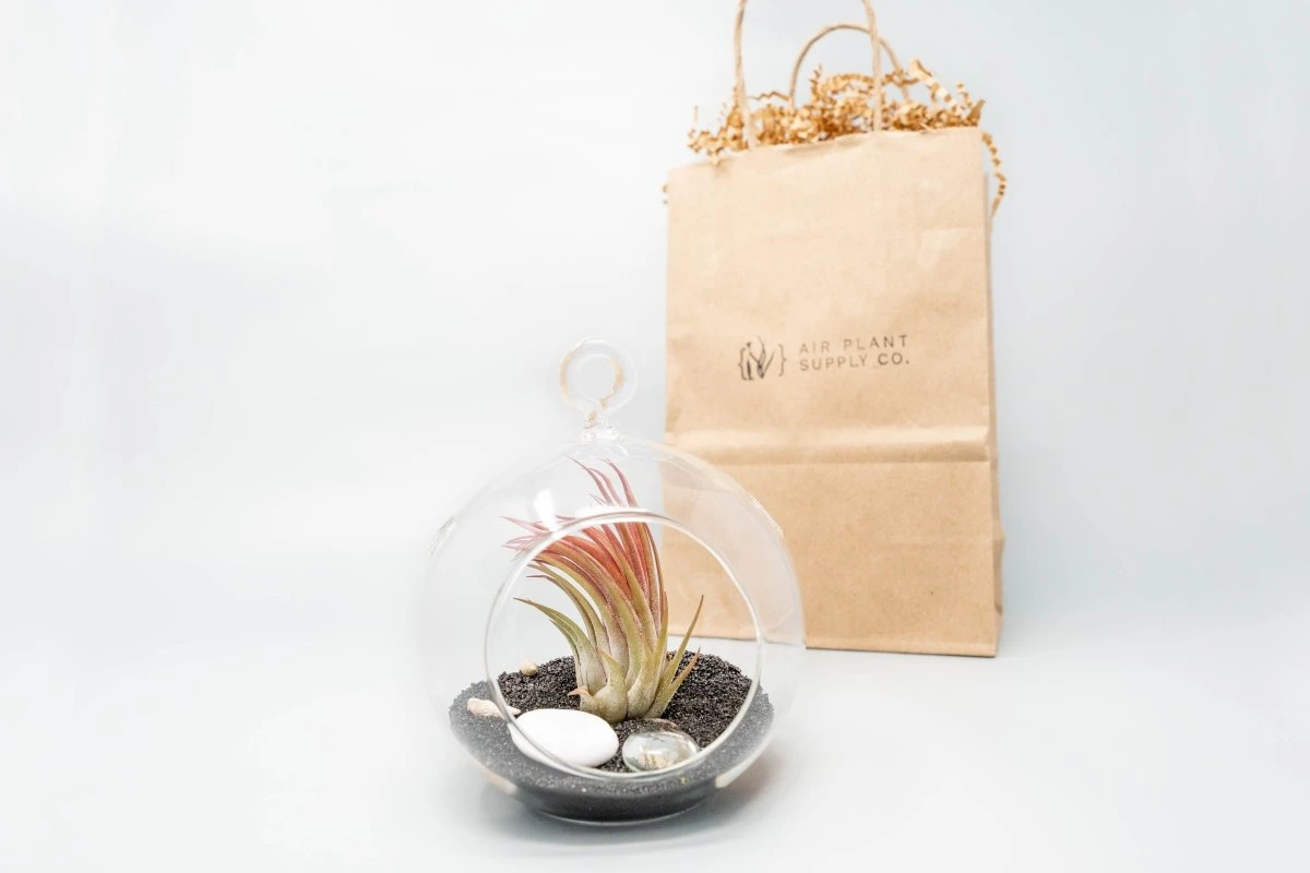 Gift Wrapped Terrarium Kits With Tillandsia Air Plants 7 Gift Wrapped Terrarium Kits With Tillandsia Air Plants - Image 5