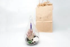Gift Wrapped Terrarium Kits With Tillandsia Air Plants 15 Gift Wrapped Terrarium Kits With Tillandsia Air Plants -Ed's plant shop gift wrapped terrarium kits with tillandsia air plants 7254582