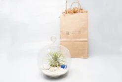 Gift Wrapped Terrarium Kits With Tillandsia Air Plants 12 Gift Wrapped Terrarium Kits With Tillandsia Air Plants -Ed's plant shop gift wrapped terrarium kits with tillandsia air plants 9216873