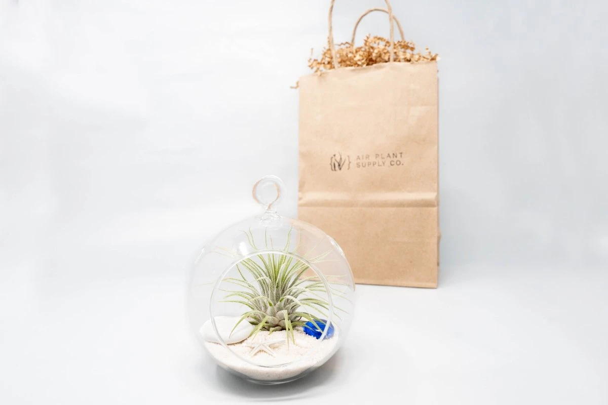 Gift Wrapped Terrarium Kits With Tillandsia Air Plants 6 Gift Wrapped Terrarium Kits With Tillandsia Air Plants - Image 4
