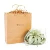 Gift Wrapped Tillandsia Xerographica -Ed's plant shop gift wrapped tillandsia xerographica 7318120