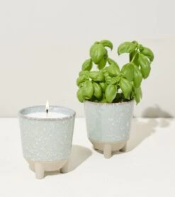 Glow & Grow Candle-to-Planter Kit – Basil, Daisies, Aloe, Or Spruce -Ed's plant shop glow grow candle to planter kit basil daisies aloe or spruce 533019