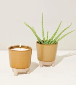 Glow & Grow Candle-to-Planter Kit – Basil, Daisies, Aloe, Or Spruce -Ed's plant shop glow grow candle to planter kit basil daisies aloe or spruce 542867