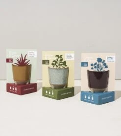 Glow & Grow Candle-to-Planter Kit – Basil, Daisies, Aloe, Or Spruce -Ed's plant shop glow grow candle to planter kit basil daisies aloe or spruce 975663