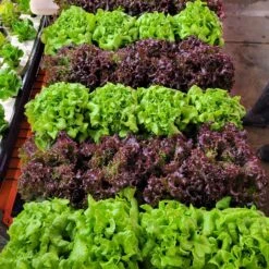 Greens & Veggies 3-Tier Walden White LED Grow Tent Kit -Ed's plant shop greens veggies 3 tier walden white led grow tent kit 576346