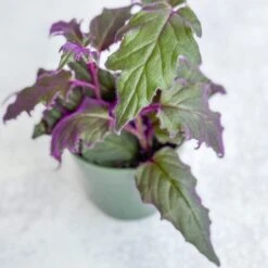 Gynura Aurantiaca 'Purple Passion' -Ed's plant shop gynura aurantiaca purple passion 374446