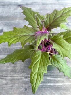 Gynura Aurantiaca 'Purple Passion' -Ed's plant shop gynura aurantiaca purple passion 840118