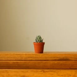 Haworthia 'African Pearls' - 2 Inches -Ed's plant shop haworthia african pearls 802445