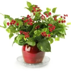 Heavy-Duty Ventilated PET Plant Saucer – 50% Recycled, Recyclable | 6″–24″ -Ed's plant shop heavy duty ventilated pet plant saucer 50 recycled recyclable 624 1380595