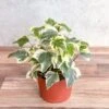 Hedera Canariensis - Algerian Ivy Hanging Basket -Ed's plant shop hedera canariensis algerian ivy 205759