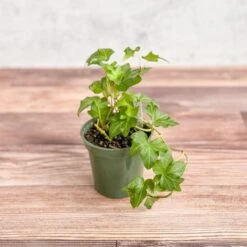 Hedera Helix ‘English Ivy’ -Ed's plant shop hedera helix english ivy 373621