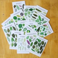 Hederaceum Species ID Chart - Botanical Houseplant Art Print -Ed's plant shop hederaceum species id chart botanical houseplant art print 583807